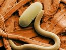 Тип круглые черви - nemathelminthes Представители тип круглых червей обитают